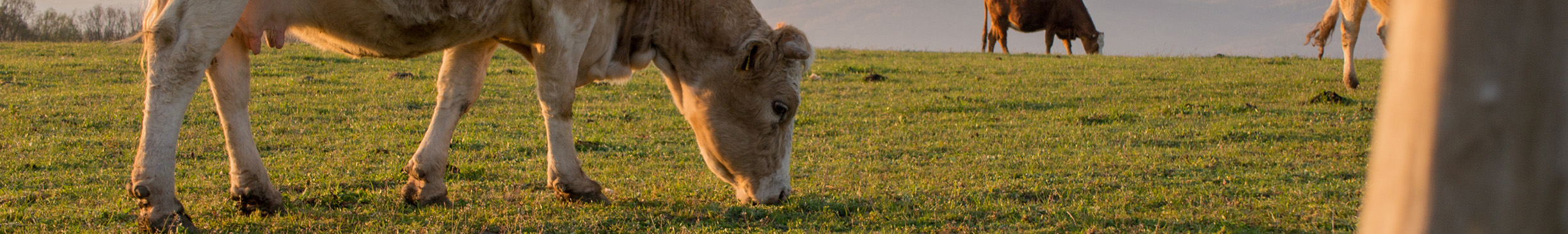 ranch cow ranging fence banner background