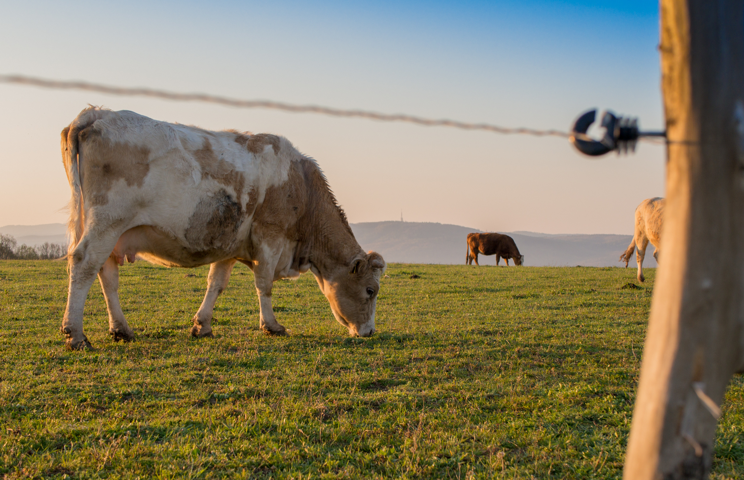ranch cow ranging by fence